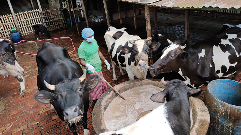 Cow